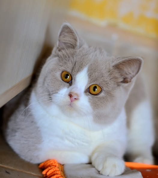 British Shorthair