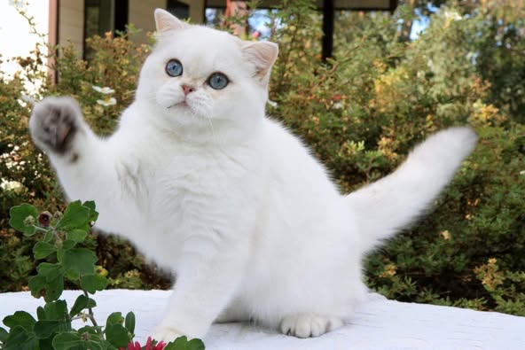 British Shorthair