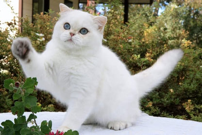 British Shorthair