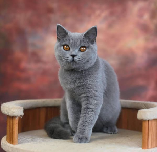 British Shorthair