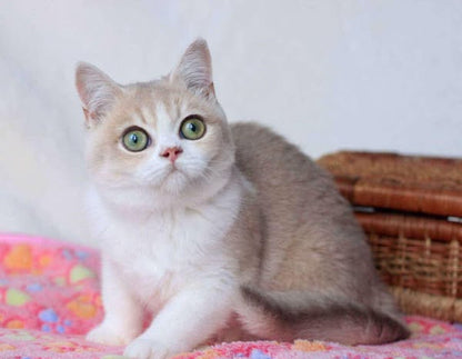 British Shorthair