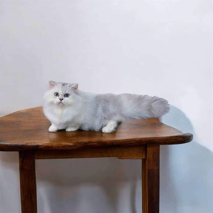 Munchkin Longhair
