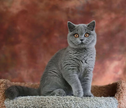 British Shorthair