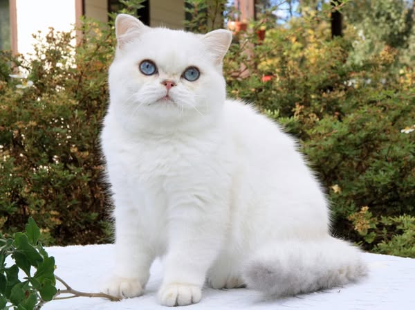 British Shorthair