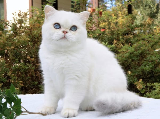 British Shorthair