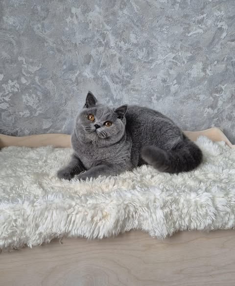 British Shorthair