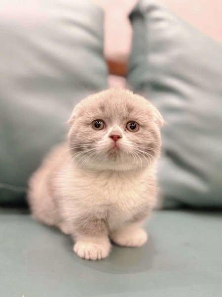 Munchkin Fold