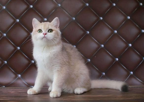 British Shorthair
