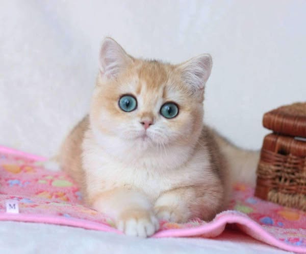 British Shorthair