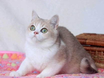 British Shorthair