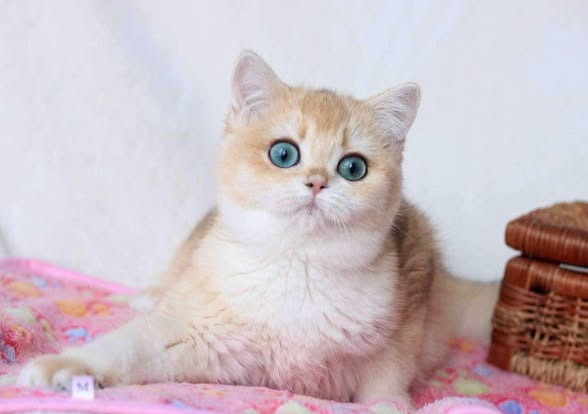 British Shorthair