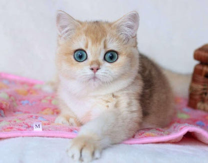 British Shorthair