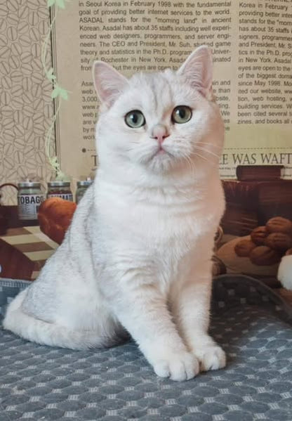 British Shorthair