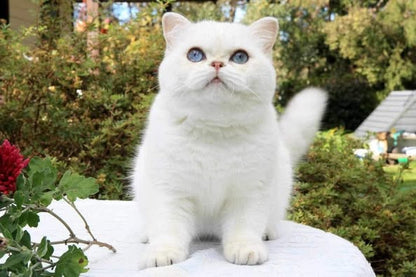 British Shorthair