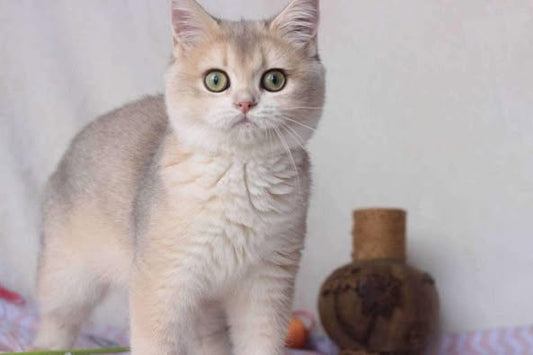British Shorthair