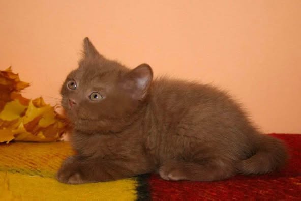 British Shorthair