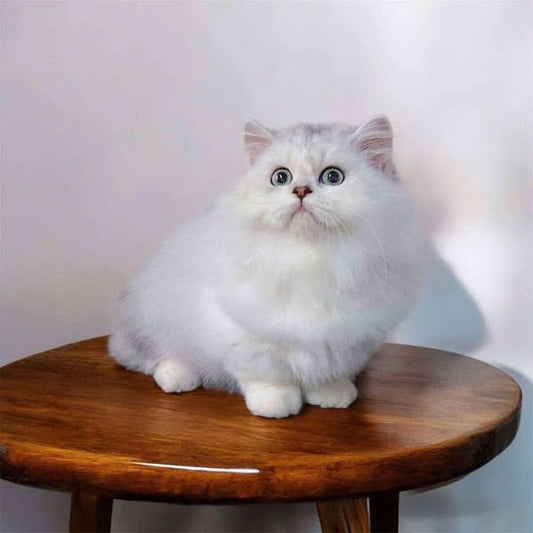 Munchkin Longhair
