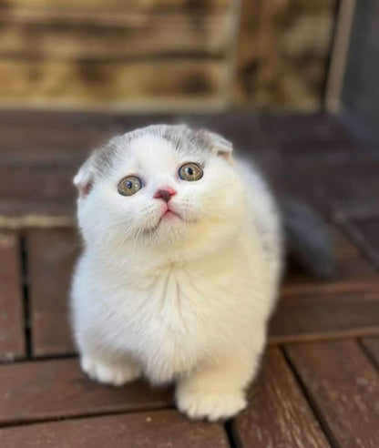 Munchkin Fold