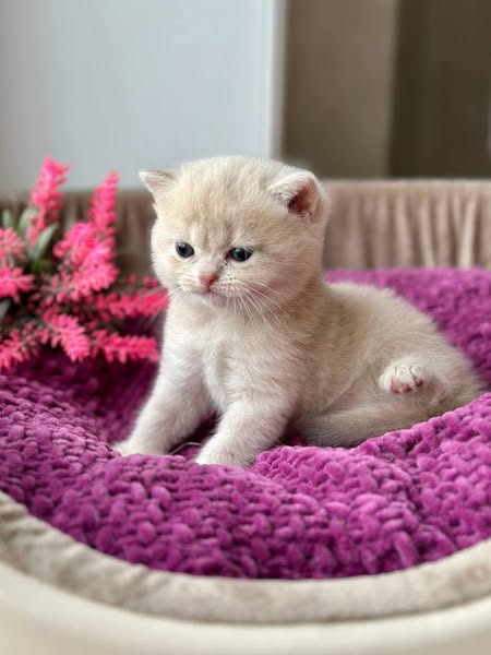 British Shorthair