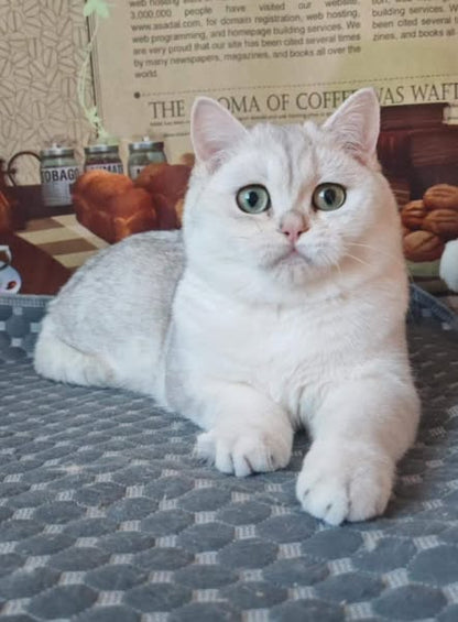British Shorthair