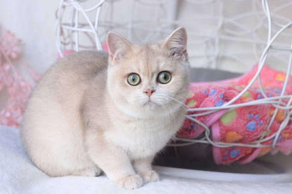 British Shorthair