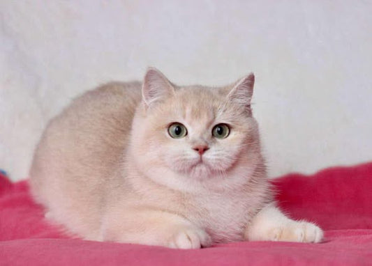 British Shorthair