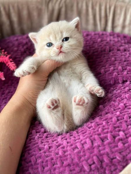 British Shorthair