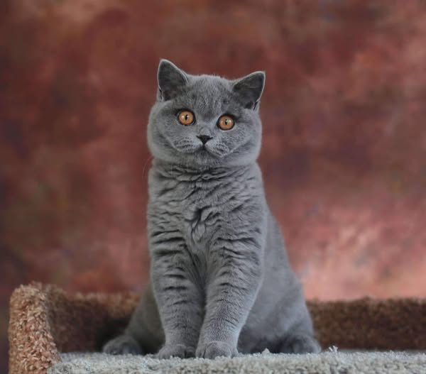 British Shorthair