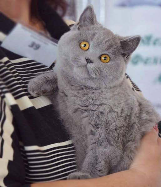 British Shorthair