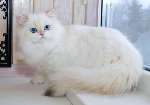 British Longhair