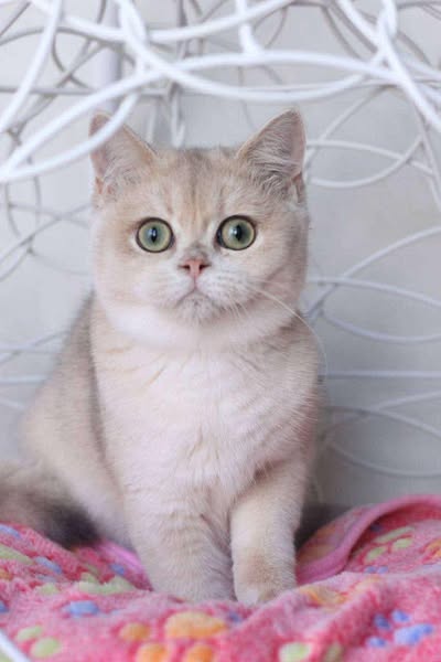 British Shorthair