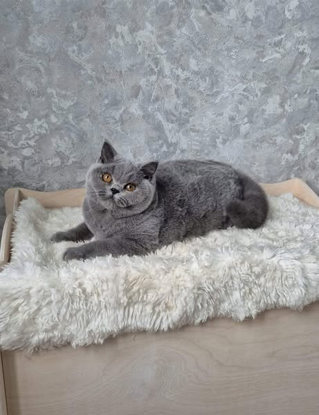 British Shorthair