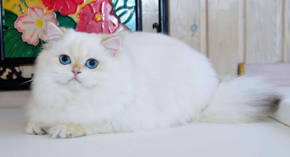 British Longhair