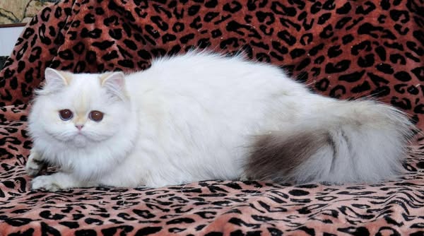 British Longhair