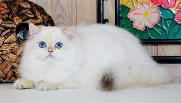 British Longhair