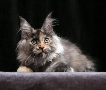 Maine Coon