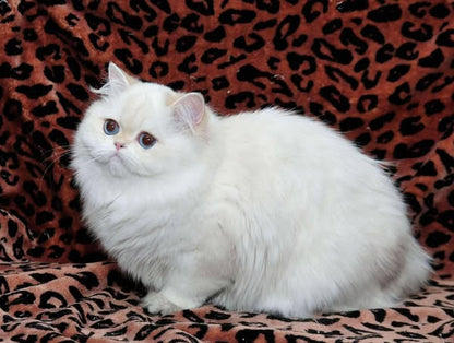 British Longhair
