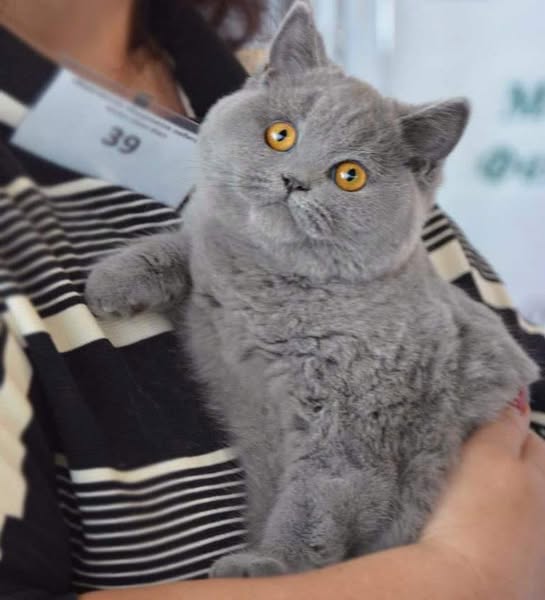 British Shorthair