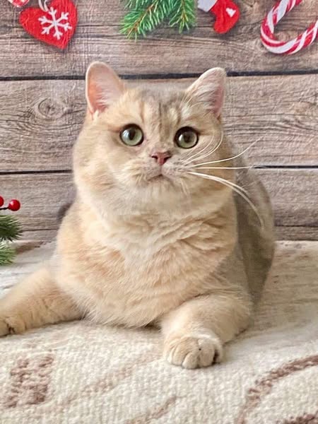 British Shorthair