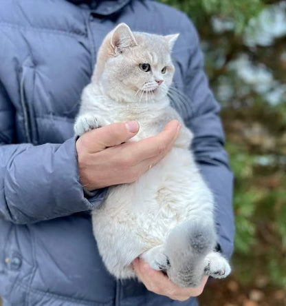 British Shorthair