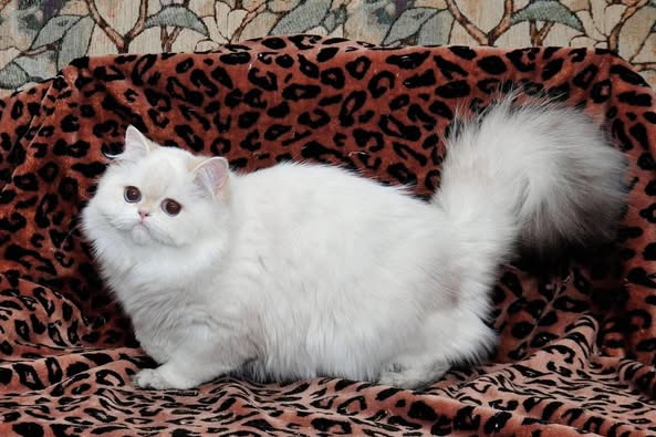 British Longhair