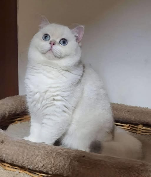 British Shorthair