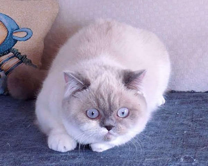 British Shorthair