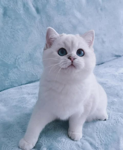 British Shorthair