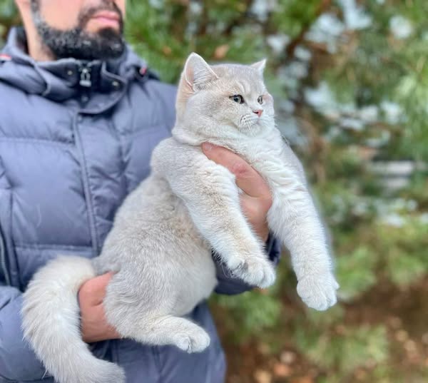 British Shorthair