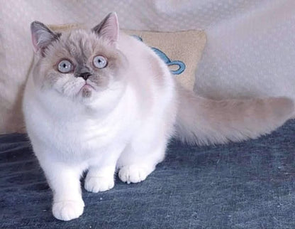 British Shorthair
