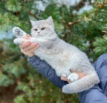 British Shorthair