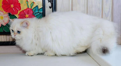 British Longhair