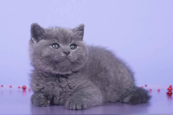 British Shorthair