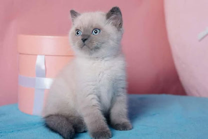 British Shorthair
